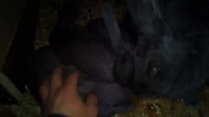 Кролики Голубой Ризен и инбридинг, что получилось.