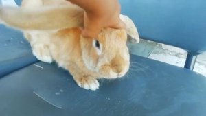 Как выбирать кролика породы французский баран