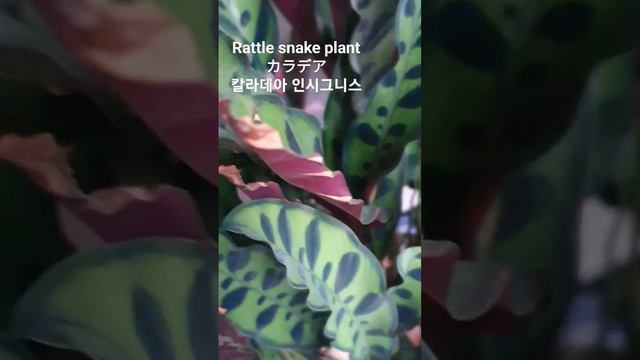 Calathea insignis/ 부부초/인시그니스/カラデア•インシグニス/カラテア 꽃말:"당신과 함께 하겠습니다"   #식물이름  #plant name  #植物の名前 #꽃말