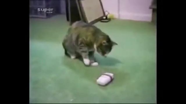 Смешные прыжки животных. смотреть онлайн