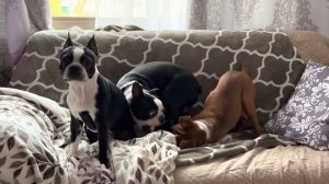 Boston Terrier  vs Boxer puppy  Best Friends! Бостон терьер