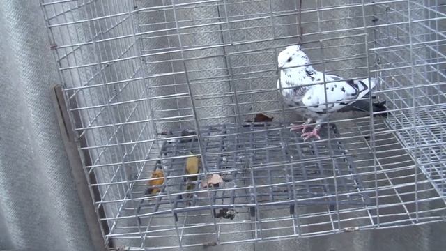 Голубка нашла своего хозяина ? смотреть онлайн