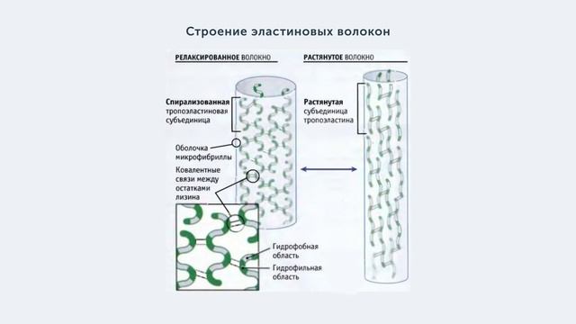Растянется или нет? Упругость кожи лица смотреть онлайн