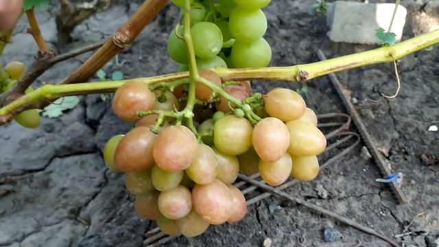 Мускат Хрустинка смотреть онлайн