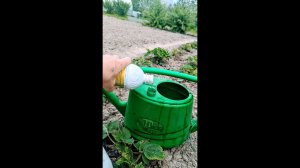 Смотрю с улыбкой на тех кто покупает клубнику. С этой подкормкой ваш дом будет заставлен ягодой!