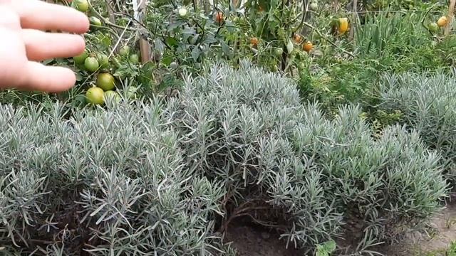 ЛАВАНДА. РАЗМНОЖЕНИЕ. ХОРОШИЙ СПОСОБ смотреть онлайн