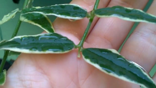 Хойи из Украины год спустя, адаптация и цветение #хойя_адаптация #хойя_сорта смотреть онлайн