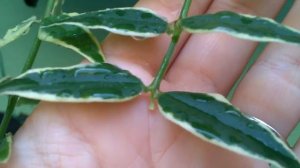 Хойи из Украины год спустя, адаптация и цветение #хойя_адаптация #хойя_сорта