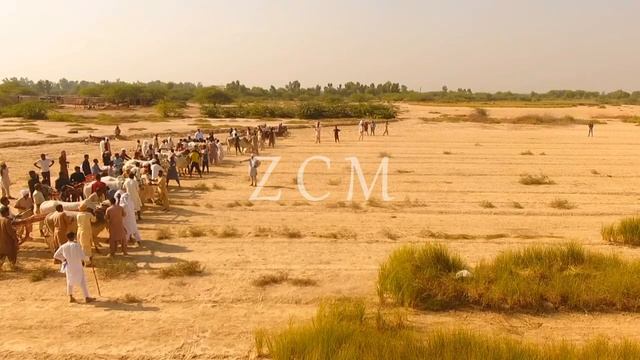Bull Race in Pakistan 2020 смотреть онлайн