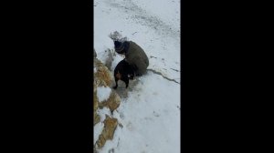 В Дагестан на машине | ОТНОШЕНИЕ ДАГЕСТАНЦЕВ К РУССКИМ  | Родина Хабиба Нурмагомедова.