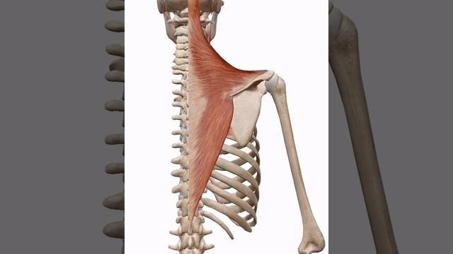 РОМБОВИДНАЯ МЫШЦА в 3Д - АНАТОМИЯ ДЛЯ НАЧИНАЮЩИХ СПЕЦИАЛИСТОВ смотреть онлайн