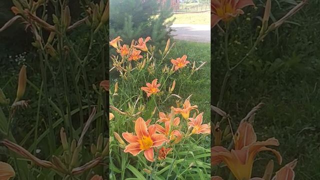 #лилейники#клумба#церковь. Клумба из красивых лилейников недалеко от церкви ???? смотреть онлайн