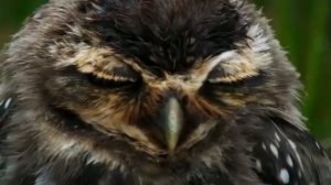 Кроличий сыч - необычная птица  которая селится под землей