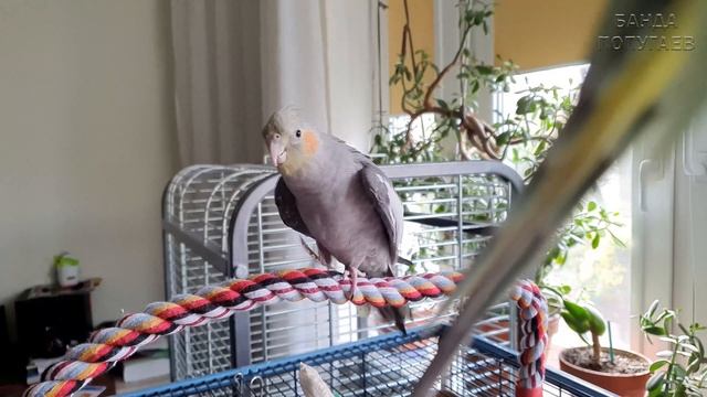 Учим попугая говорить "И че сразу в клетку?" ? Урок для попугая № 141 смотреть онлайн