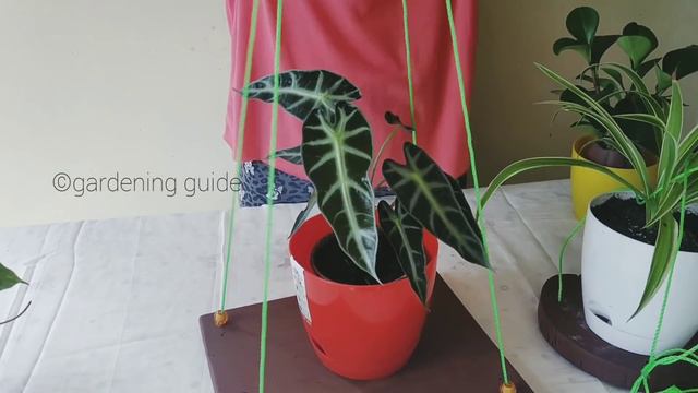 5 ways to style your hanging plants  DIY  low cost methods