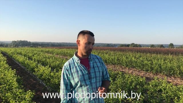 ?ВИШНЯ, ЧЕРЕШНЯ, ДЮК?. Подвои для вишни, черешни, дюка, используемые для выращивания саженцев.