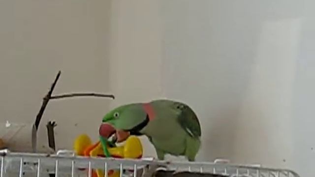 Зевс - Александрийский попугай) 1 смотреть онлайн