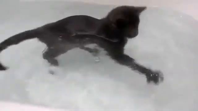 Котяра плавает смотреть онлайн