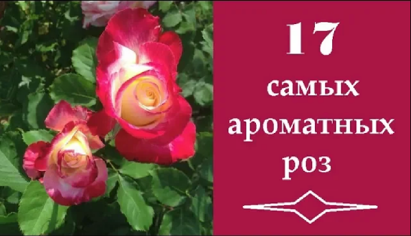 ❀ 17 самых ароматных роз |17 most fragrant roses | 17 duftendste Rosen
