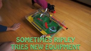 Puppy Pinball Puzzle Practice | Ripley Plays With Her Dog Learning Game