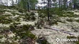 Карелия! Сбор белых грибов и красноголовиков...