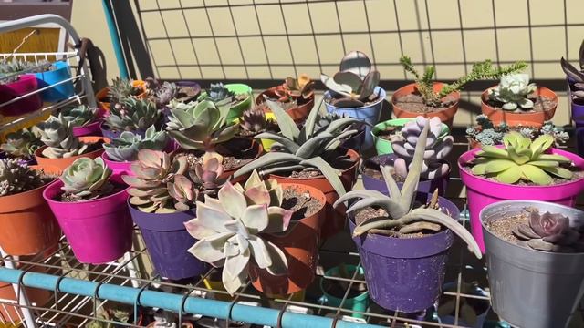 El Misterioso Caso del brote a punto de Florecer смотреть онлайн