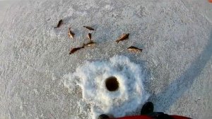 Ловля окуня на блесну СС (сибирь спорт) 32