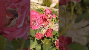 Роза ЛИКАРДИ. 2023г.