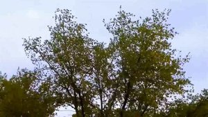 Ветер.Сильный ветер.Деревья.