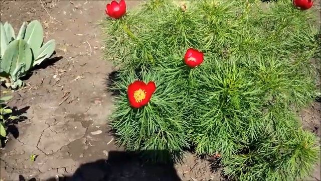 РАННИЕ ЦВЕТУЩИЕ СИБИРСКИЕ МНОГОЛЕТНИКИ. Арабис, фиалка, мускари, молочай, горошек, ирис... смотреть онлайн