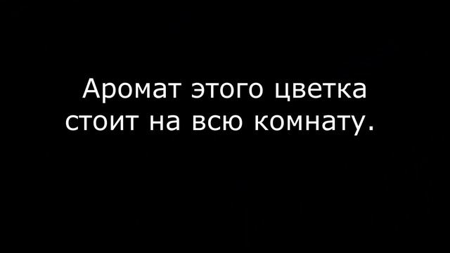 Мирт Персидский зацвёл 1ч. смотреть онлайн