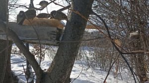Что едят воробьи зимой. Эксперимент с белым хлебом