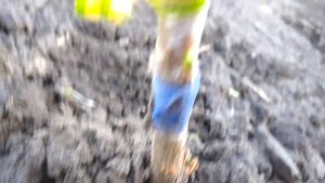 Результат весняного вічкування диплоідної сливи То Че Сан (TC SUN) 2021