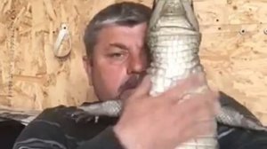 Крокодил кайман ручной Домашний  тоха