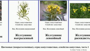 Цветковые (покрытосеменные), отряд капустоцветные, семейство капустные, часть 1 капуста желтушник