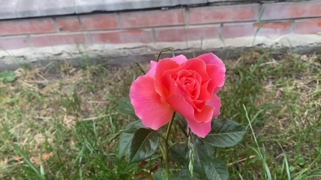 #22 Цветёт ???Роза Ай Эм Макмилан. Флорибунда Harkens смотреть онлайн