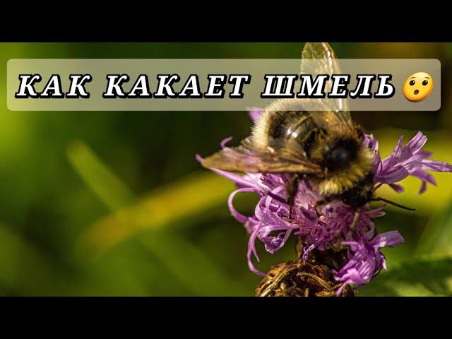 Как какает шмель!