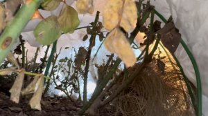 Как перезимовали розы? Нижегородская область.