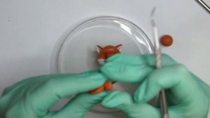 Лисёнок из полимерной глины ~ мастер-класс ~ процесс лепки