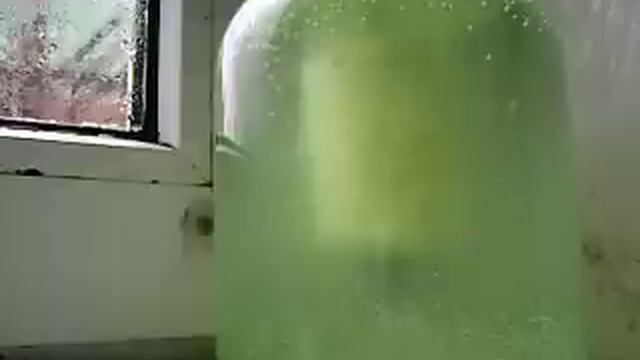 Silver carp Пыление ТП с ОКСИГЕНОМ 1.AVI смотреть онлайн