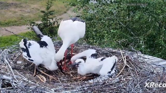 Кормление в гнезде белого аиста смотреть онлайн