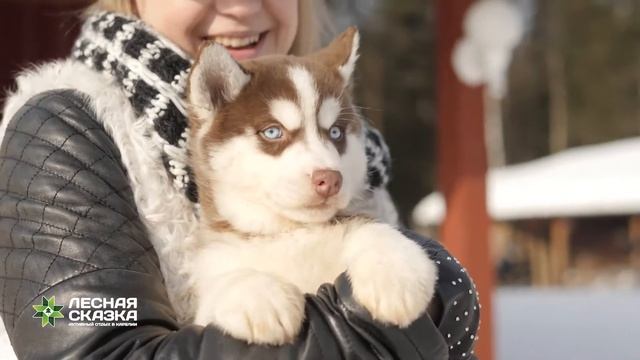 Хаски-туры. На собачьих упряжках в Карелии.