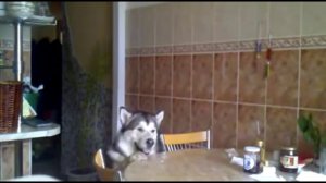 Хозяин, я тебя люблю...Но там конфета..