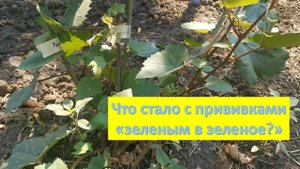 Что стало с прививками методом "Зеленым в зеленое" через 2 недели