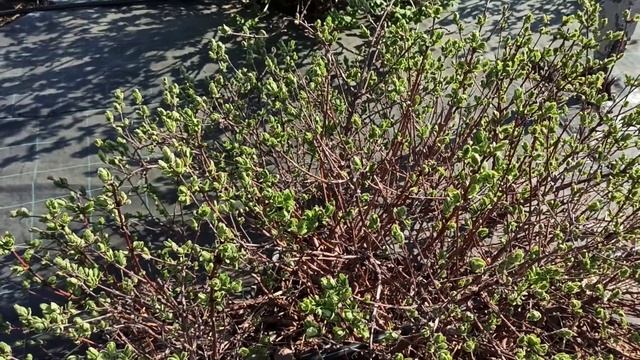 Подкормка жимолости и смородины 07.05.2021 смотреть онлайн