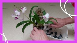 Replantando Denphal em vaso pendende | Dendrobium Enobi Pink Splash