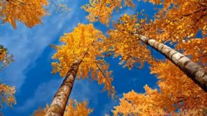 Осенний лист в последний путь отправился