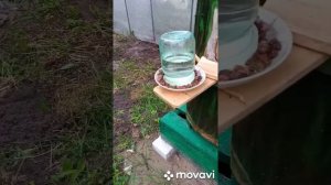 Колодное пчеловодство.Заселение новой семьи пчел в колоду.