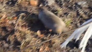 Еврашка (американский суслик) (Камчатка)