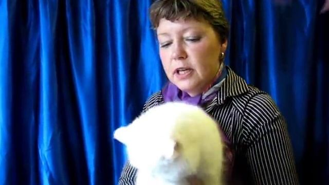 Экзот на выставке кошек PCA - White exotic cat смотреть онлайн